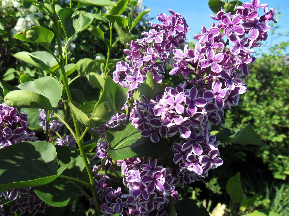 Фото автора: "Сенсация"