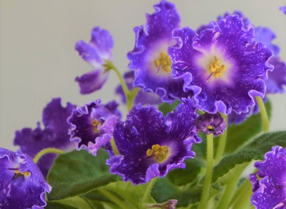 ЛЕ-Альпийский Колокольчик