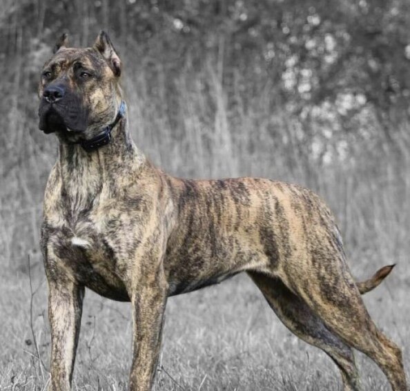 Канарский дог