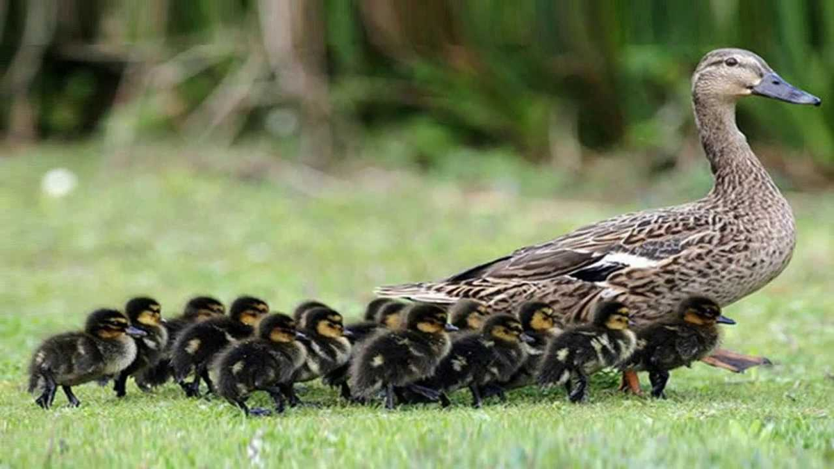 Картинка. Семья лисиц. Львиное семейство прайд. Детеныши животных. Многодетные животные.