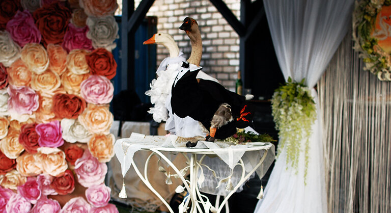 Гусь Харвистер и его невеста гусыня Кришна