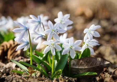 Голубые подснежники - нежные первоцветы в саду