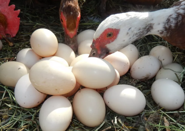 Фотография взята из источника okru.ru