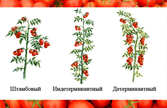 Что значит индетерминантный сорт томатов и детерминантный