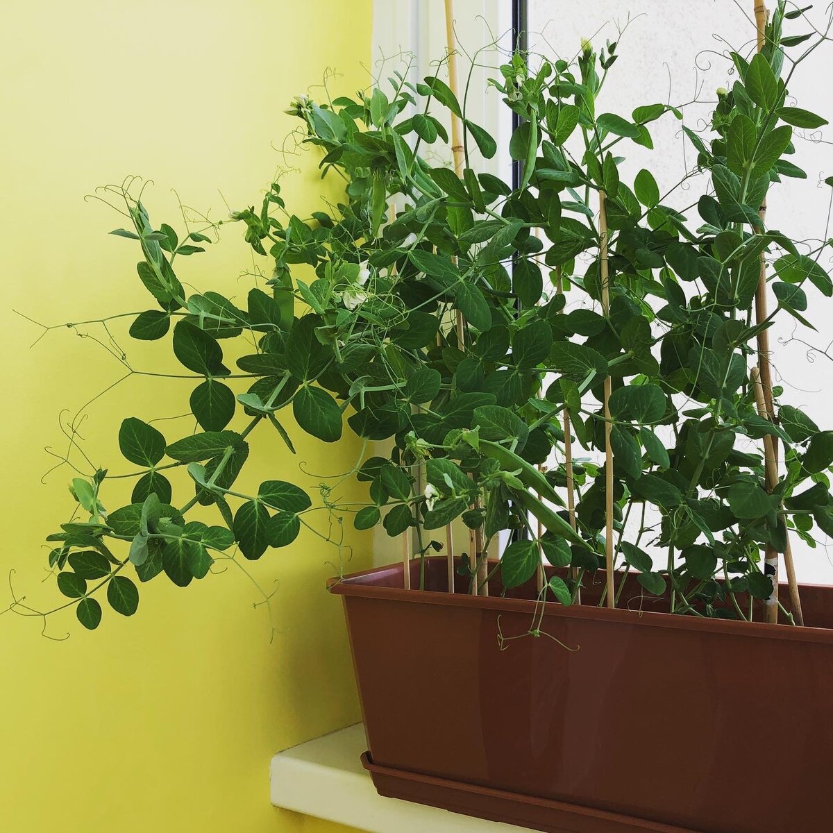 Горох, фото из личного архива