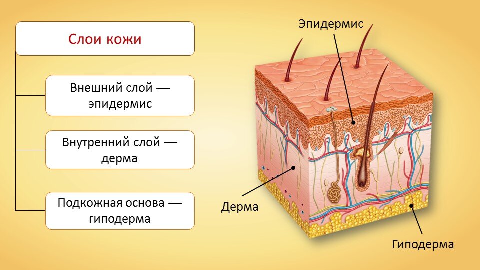 Изображение с ресурса Яндекс.Картинки