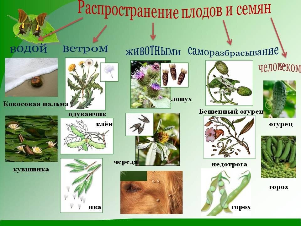 2 растения 1 вида примеры Какие идеи для детских исследований навевает приход весны Мария Рачинская Дзен