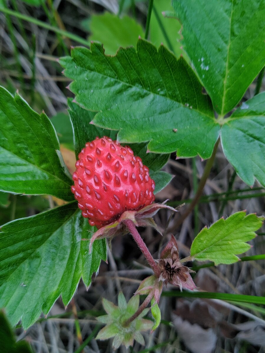 Лесная земляника 