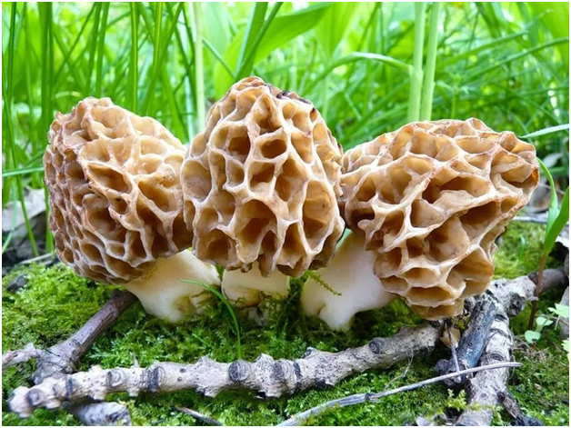 Сморчки в лесу. Фото из открытого источника