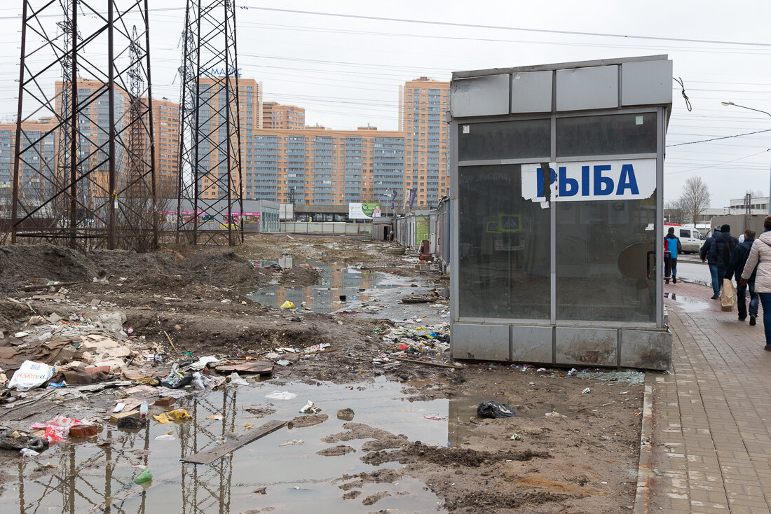 важная рыба мурино. метро девяткино затопило. миниролл с лососем. брачнев ручей мурино. гастроном номер 1 мурино рыба.