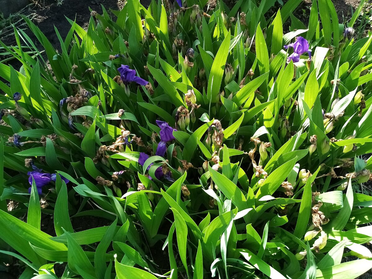 Еще цветут единичные экземпляры, но картину это не улучшает