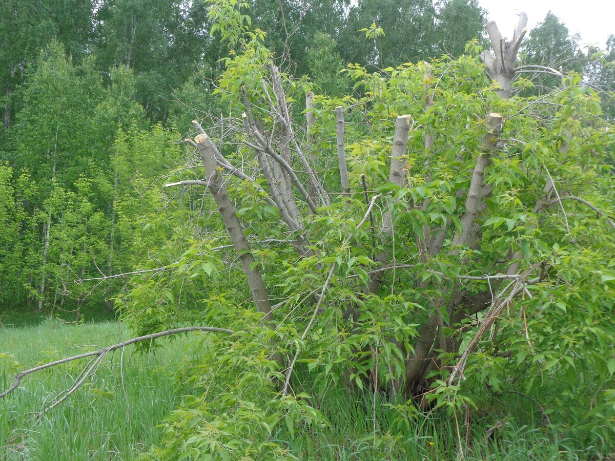 Здесь уже какой то рачительный хозяин срезанные ветки прибрал