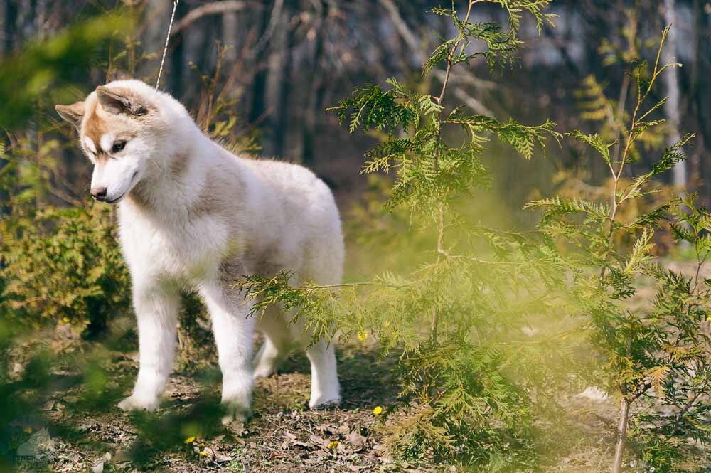 Щенок Сибирский хаски