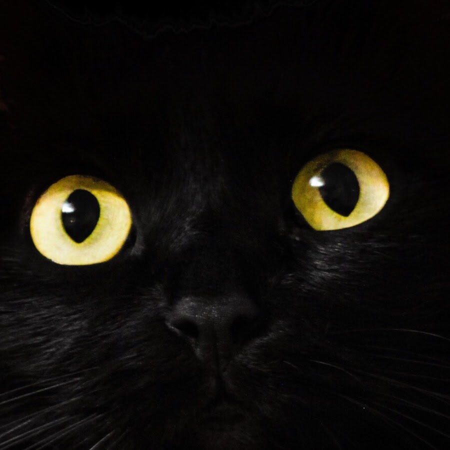 Что кошки умеют видеть?