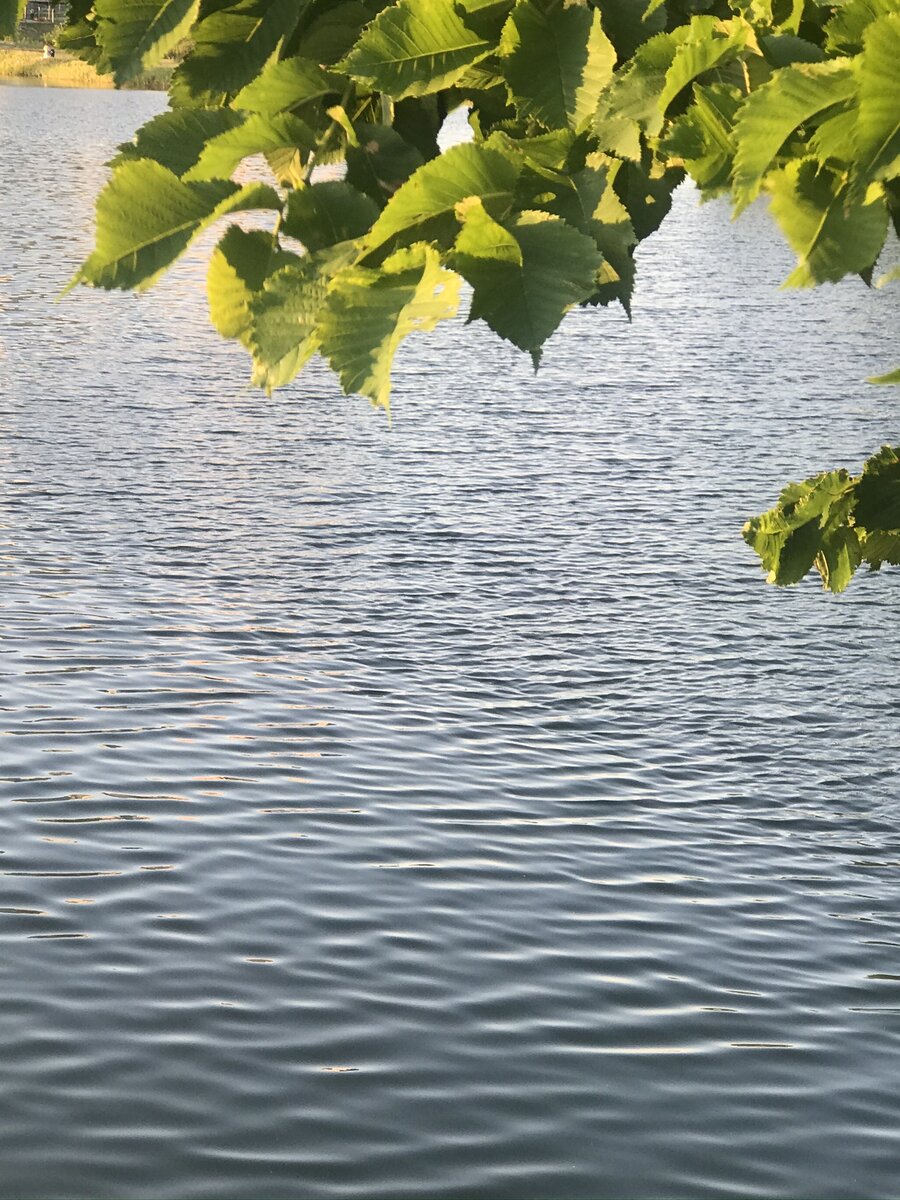 Возле Ленты в парке Героев Пожарных
