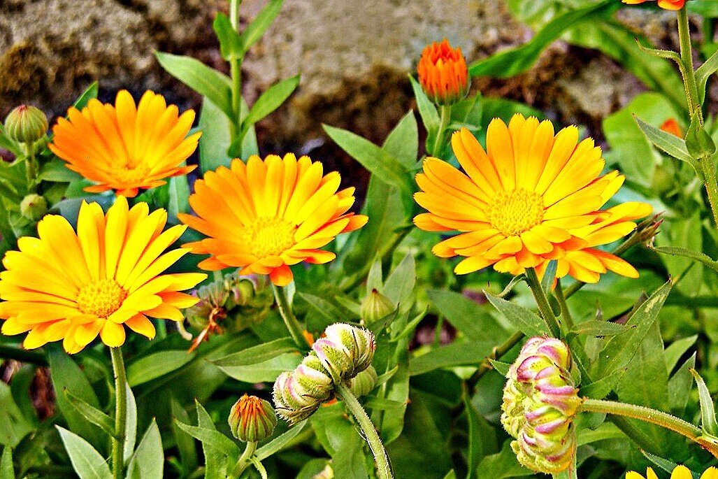 Calendula officinalis l календула лекарственная