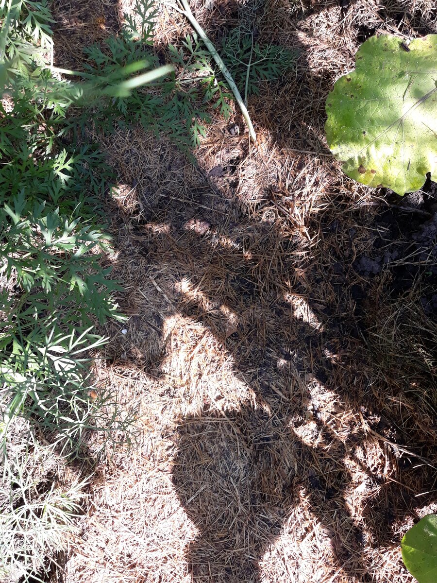 Вид травы с газона через 2 недели после размещения между грядками с морковью и свеклы