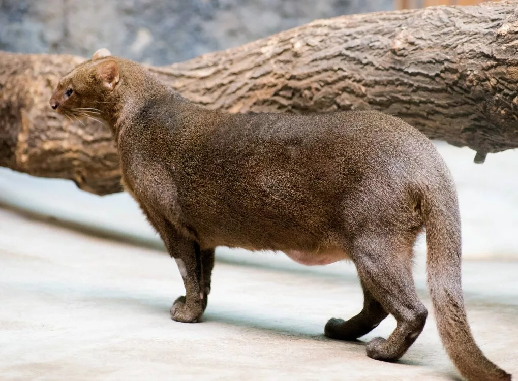 Кошачьи ягуарунди