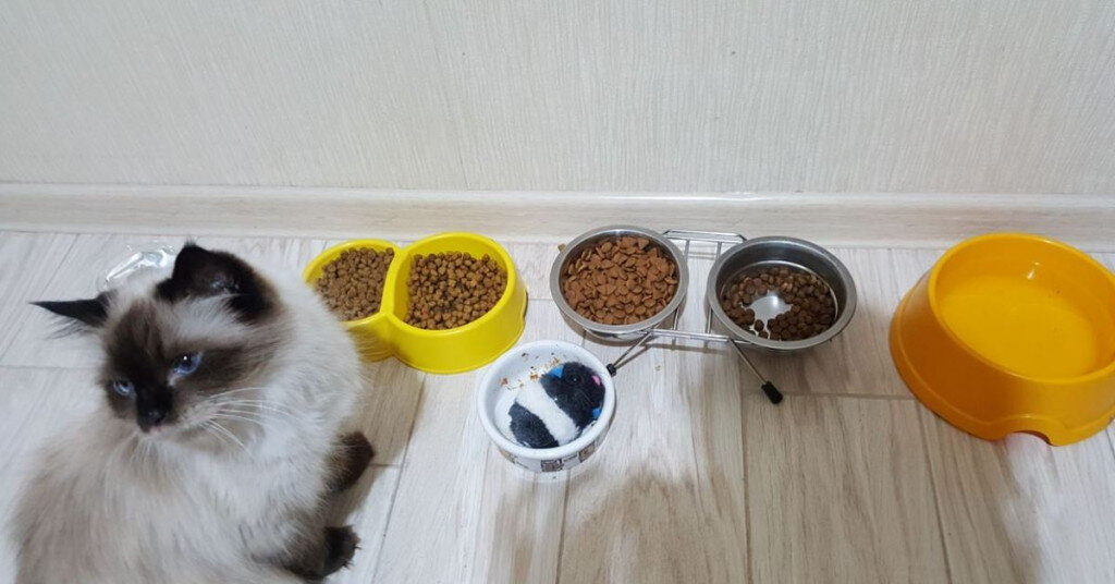 Что будет с человеком, если он попробует собачий корм | gafki.ru | Дзен