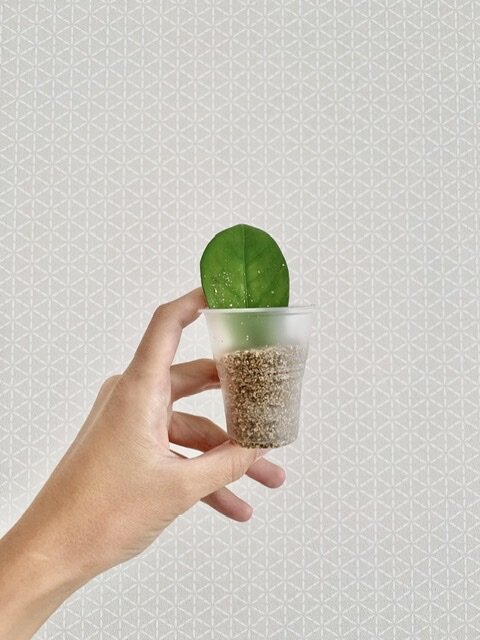 Замиокулькас. Укоренение. 