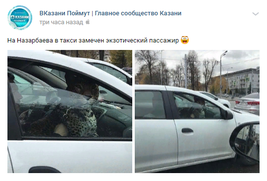 Горожане задались вопросом, можно ли перевозить животных таким образом. Часть пользователей заметили, что леопард вряд ли бы поместился в обычную кошачью перевозку. Люди также беспокоились за судьбу водителя, предполагая, что он мог пострадать, и заметили, что не помещало бы надеть намордник на хищную кошку.