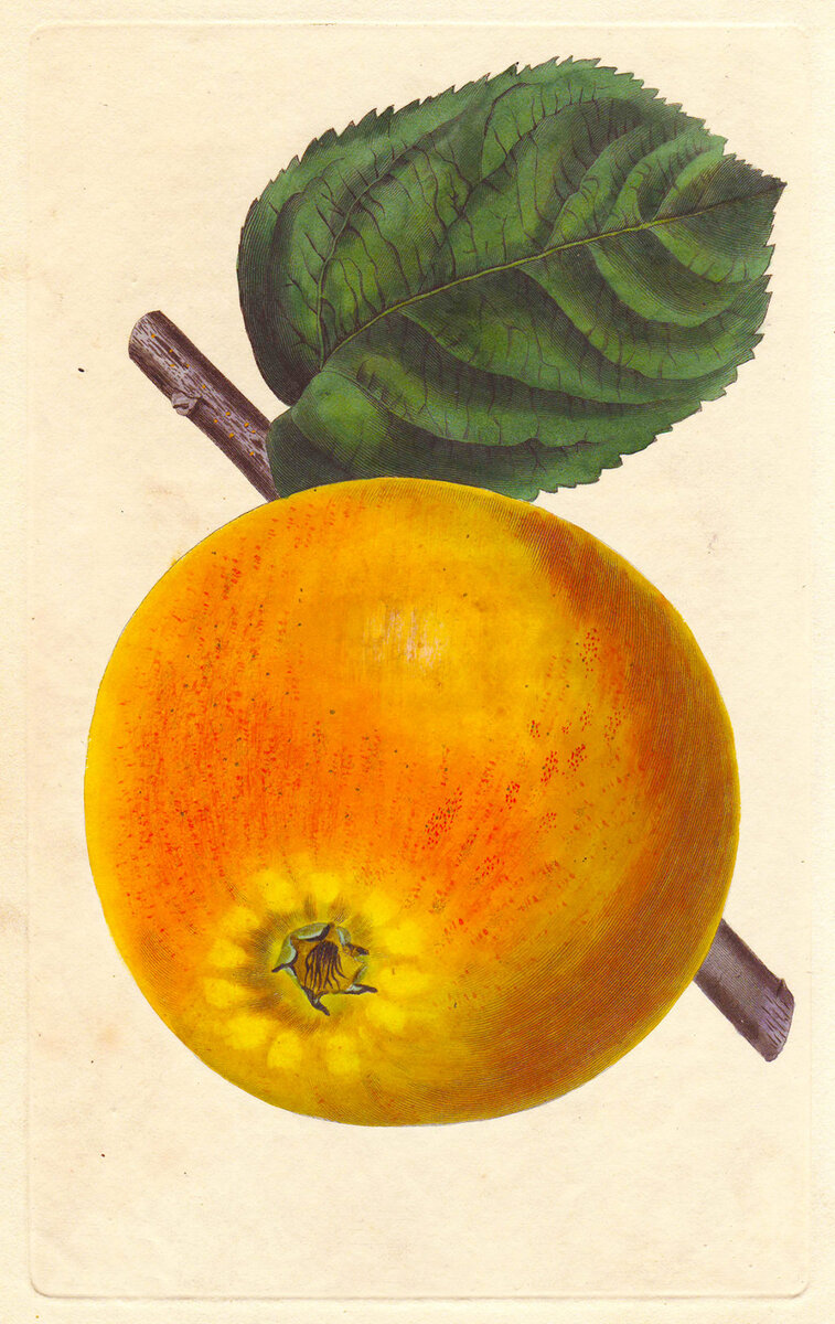 Ренет бленгеймский, ботаническая иллюстрация, 1828