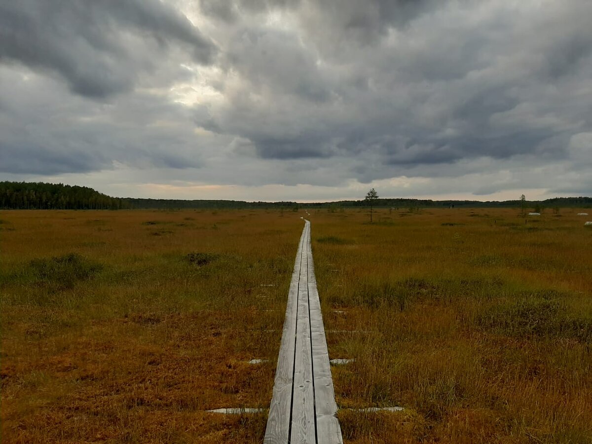 Виды клюквенных болот в Тверской области