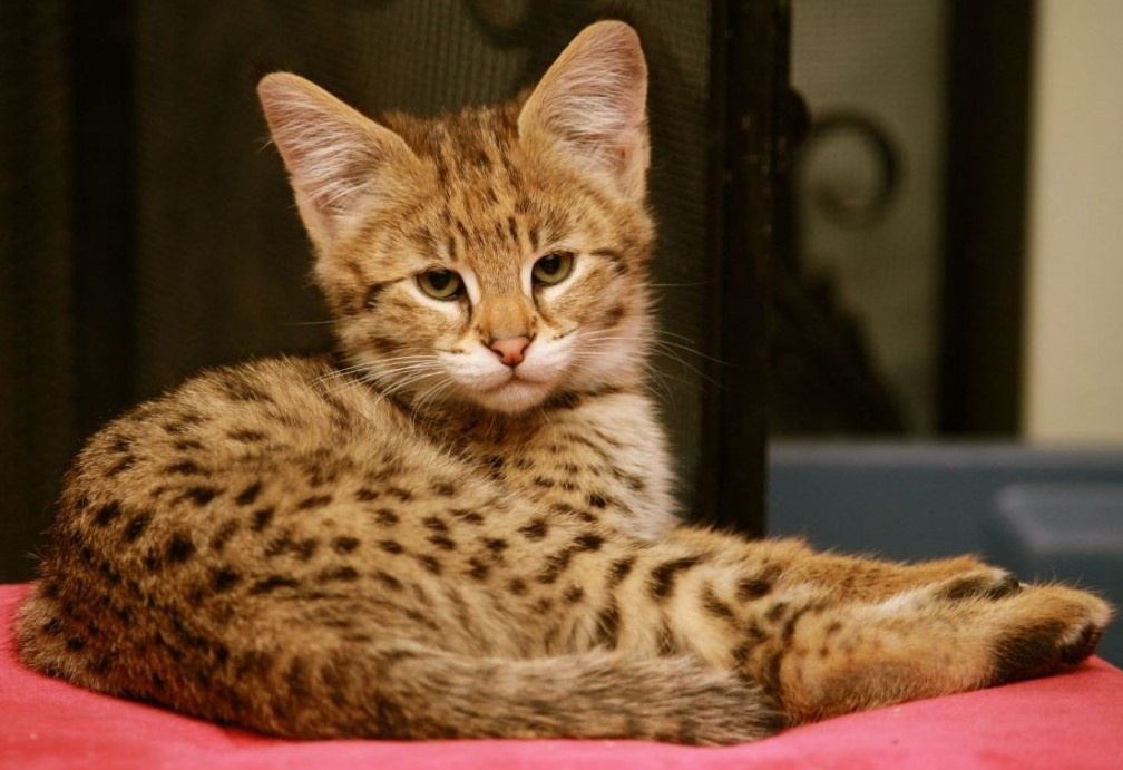 Котенок Ашеры! Красавчик! 