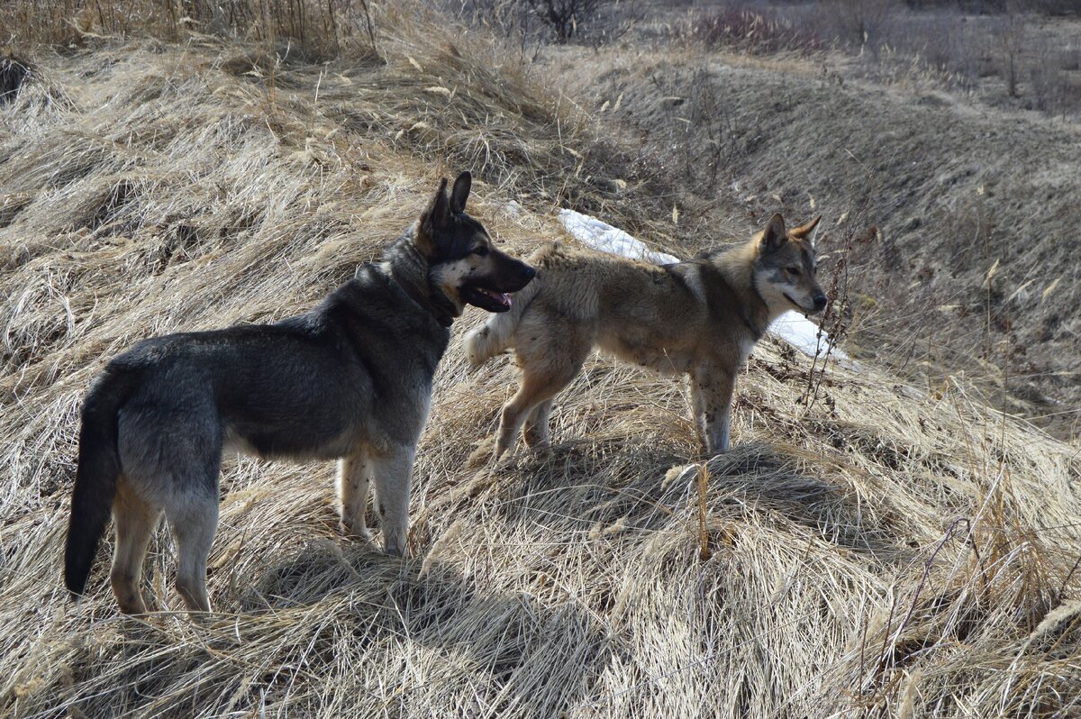 Пират и Бим. Фото автора