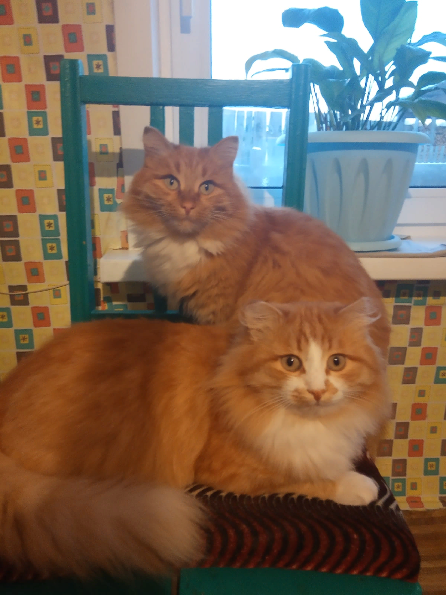 Рыжики - помощники во всех делах.