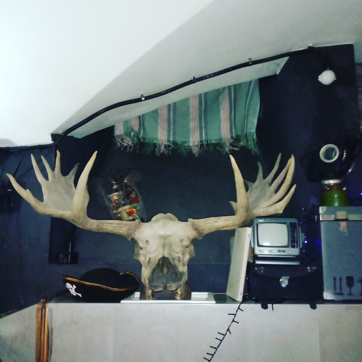 Поэтический лось