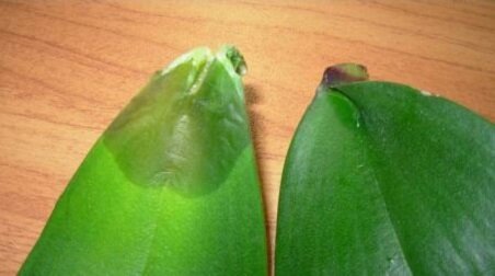 Снятый мокнущий в районе шеи лист