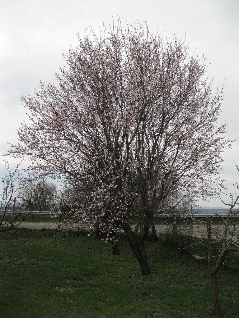 Цветёт миндаль. Март 2020 года.