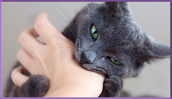 В аааатаку! 