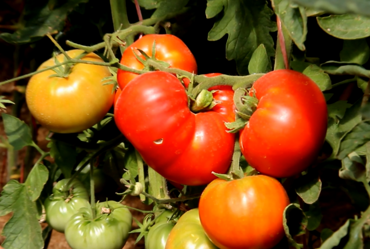 Томат СУПЕРБОМБА. | Зеленый Огород | Дзен