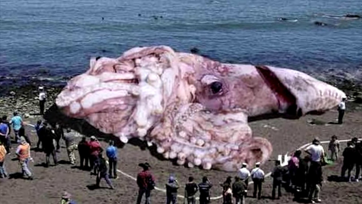 Думаете н драконы хоббит это выдумка современные люди по своей натуре
является скептиками может так получилось
потому, что они росли читая и слушая и
смотря фантастические истории,
а потом обнаружили, что реальная жизнь
намного прозаичнее монстры не настоящие,
а ноги не существует некоторые
мифические явления на самом деле
существовали или же имели свой
эквивалент в реальности давайте и на
несколько минут отложим в сторону наш
скептицизм и взглянем на 10 мифов,
которые существовали на самом деле
драконы существуют теории полагающие, что
рассказы о драконах связаны со встречами
людей и динозавров или крокодилов однако
наверняка говорить о правильности
данного предположения пока невозможно
ведь исторические пути человека и на
завра
никогда не пересекались, а крокодилы
слишком малы для роли дракона
однако среди земных существ неплохо
подходит ящер бега ланье древний
родственник драконов комоду, что однажды
терроризировал аборигенов австралии он
вырастал длину до восьми метров и весит
не много не мало 2 тонны
его ядовитая слюна содержала вещество не
позволяющая крови жертвам сворачиваться
поэтому те кому не посчастливилось
встретиться с этим чудищем умирали
истекая кровью
хоббиты во время раскопок в
известняковой пещере на индонезийском
острове флорес
был обнаружен скелет ростом около метра
и черепом в три раза меньше чем у
нормального человека исследователи нашли
кости и принадлежавшие 9 подобным людям
возраст самых молодых из, которых
оценивается примерно в 12 тысяч лет
скептики заявляют, что хоббиты были
простыми людьми
пострадавшими от заболевания костей, но
мнение многих ученых сходятся на том, что
этих существ следующий тать отдельным
видам как неандертальцев имеющему общего
предка с людьми
кроме того в индонезии как раз находятся
подходящие вулканы
ну в, которые вполне можно было бы при
необходимости бросить кольцо всевластия
амазонки наверняка все слышали о
воинственных женских племенах наибольшую
известность получившие благодаря мифом о
геракле греческий историк геродот писал
о судьбе амазона повествуя о том, как те
были похищены и увезены в дальние страны
после чего победили и свергли и своих
мучителей
потерпели кораблекрушение, а затем
сражается скифами евразийских степях
оценившие впечатляющие данные амазонок
скифские мужчины мудро решили выиграть
бой на поле любви
результатом их стратегии стали браки
между амазонками и скифами призваны
населить окрестные земли могучими
воинами обоих полов геродот как известно
был склонен несколько украшать историю
так, что не стоит полностью верите в его
рассказ не подкрепленным
археологическими свидетельствами
однако таковое все же имеется место
древнее захоронение найденные в
евразийских степях показывают, что
значительная часть скифских женщин имела
боевые повреждения костей и были
похоронены с мечами и луками кинжалами и
прочими атрибутами воина лютоволк
лютоволк появляется в качестве персонажа
многих компьютерных игр и был недавно
замечен знаменитых играх престолов в
реальной жизни вид ужасных волков
действительно существовал параллельно с
ранним человеком не так называемая
мегафауны эти звери были крупнее
среднего современного волка сильнее его
имели интеллект наравне человека, а их
зубы были более острыми
когда представители мегафауны начали
вымирать
ужасные волки потеряли основной источник
пищи они были слишком медленно для охоты
на мелкую добычу, которая составляла
рацион современных волков дефицит
питания вынудил их искать весной среди
падали в итоге этот вид вымер
сцилла и харибда
своем знаменитом путешествие одиссей
должен был направить корабль через узкий
пролив с обеих сторон которого обитала
по монстру одним было сцилла
много головой зверь, который сметал с
палубы корабля экипажи с другой стороны
сидела морское чудовище и харибда
затягивал шайа водоворот проплывающие
судно
одиссея решил плыть к цели думаю, что
лучше потерять несколько матросов нежели
целый корабль мессинский пролив
расположен между сицилией и материком
италии именно здесь гомори поселилась
целую haribo haribo на деле является
настоящим водоворотом только без и
управляющего и монстра с другой стороны
пролива находится скалистые отмели
скорее всего вдохновивший гомера на
создание стелы исходя из современной
оценки этих природных монстров вероятно
одиссея было бы лучше предпочесть
двигаться хари pga
берсерки берсерки не просто персонажи
созданные для компьютерных игр
первые упоминания о них можно найти в
древней поэзии где они описывались как
грозные воины своей эпохи обладающий
почти сверхъестественные силы
откуда же пошли легенда об их
нечеловеческом могуществе
конечно их легендарной боевое безумие
скорее являются не более чем при
увеличении рассказчиков и тем не менее
история об их небывалых похождениях
имеет правдиво зерно берсерки
употребляли перед боями различные
опьяняющие средства скорее всего
галлюциногены,
что делало их бесстрашным сильными не
чувствующие более опасности головорезами
исследователи обнаружили, что препарат
буфа tienen способен воспроизводить
неистовый гнев,
которым также, отличались эти легендарные
безумцы кракен бытует мнение, что образ
кракена был навеян встречи с огромным
кальмаром это не может не расстроить не
так ли обладая глазами размером с мяч
для пляжного волейбола гигантский
кальмар поистине огромен, но в нем не
хватает чудовищности
он не похож на то, существо, которое мы
можем себе представить разрывающая лодку
однако недавно в южном океане был
обнаружен колоссальный кальмар считается,
что длина его тела доходит до 28 метров,
а его клюв и глаза намного больше чем у
гигантского кальмара, что отличает его от
других кальмаров так это то, что в
дополнение к при соскам его конечности
покрыты острыми крючками некоторые из,
которых загнуты вовнутрь,
а некоторые заканчивается тремя когтями
вот это поистине то, что может нанести
весомый ущерб
город кришны
согласно легенде и один из ключевых
богов индуизма кришна правил городом
дварка,
который впоследствии поглотило море для
индусов нахождения потерянного города
считается священной целью наподобие
обретения святого грааля или ковчега
завета и на радость и религиозным
индусам археологи обнаружили у берегов
индии затонувший город
каменные рельефы найденные в нем
демонстрирует, что это на самом деле два
rca
самый старый город в истории
человечества кроме того ученые уверены,
что правил обнаруженным городом никто
иной как сам божественный кришна
moby дик и капитан ахав moby дик был
основан на истории о реальном
существовавшим гигантском белом кашалоте
более того реальный кашалот был намного
более крутым чем в книге он выиграл
хватки сотнями китобойных судов разнося
некоторые из них щепки отправляя на дно
однажды он сразился сразу с тремя
китобойными суднами и одержал победу
персонаж капитана ахава, а также, был
основан на реальном человеке жившим
примерно в то, же время, что и мобидик
капитан поллард не искал месте после
того какие то, разрушил его корабль ему и
его команде пришлось прибегнуть
каннибализму чтобы выжить, но он опять
вышел в море в качестве капитана на
новом судне, который также, потому в этот
раз из-за шторма он провел оставшиеся
года работает в качестве ночного сторожа
и муджи или корейский дракон корейские
легенды рассказывают об муджи огромных
питонах считавшимся юными драконами
согласно преданию и муджи жили в воде
или в пещерах и должны были прожить на
земле тысячу лет прежде чем они могли
вознестись на небеса и стать истинными
полностью сформированными драконами хотя
они обитали в южной америке они в корее
питон таких гигантских размеров
действительно существовал он был
настолько огромен, что мы могли бы
принять его за молодого дракона длина
этого питона составляла примерно 25
метров, а весил он больше двух тонн он
душил свою жертву с огромнейшей силой,
что равносильно тому,
если бы на вас свалился бруклинский мост
только еще в полтора раза тяжелее какой
питон мог бы проглотить человека даже
без того чтобы его тело где-либо
расширилась по мере того как тело
человека продвигалась бы по его
пищеварительной системе они вымерли
много лет назад, но хотелось бы считать,
что они вознеслись и стали драконами, а
на этом у меня все. 

