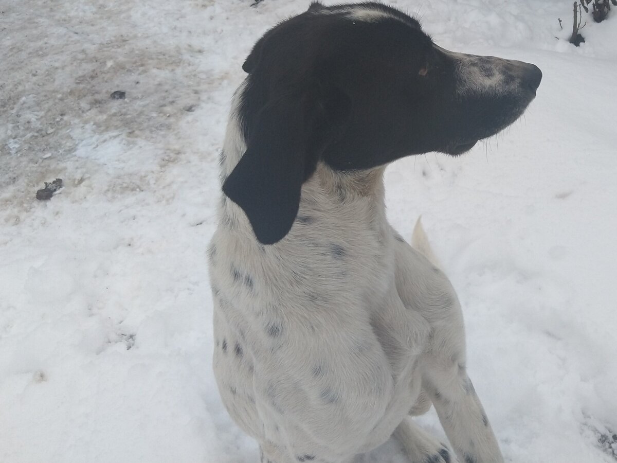 Знакомьтесь — новый член семьи. Её зовут Герда. Фото автора.