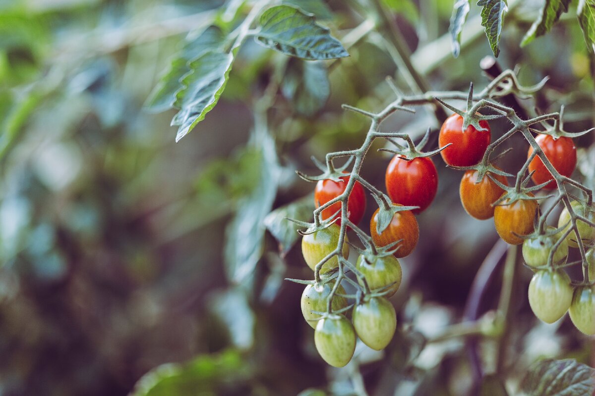 .https://www.pexels.com/ru-ru/photo/965740/