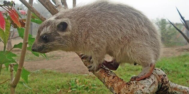 Африке, возможно, найден новый вид млекопитающих