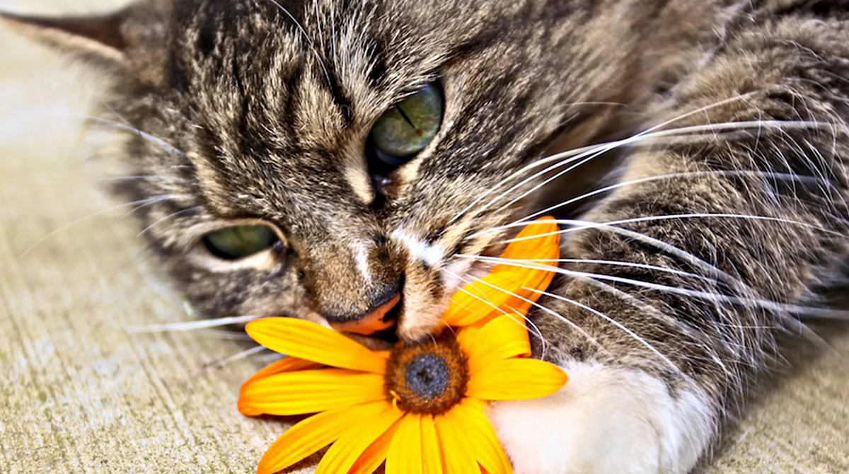 Кот обожает срывать цветки Герберы!