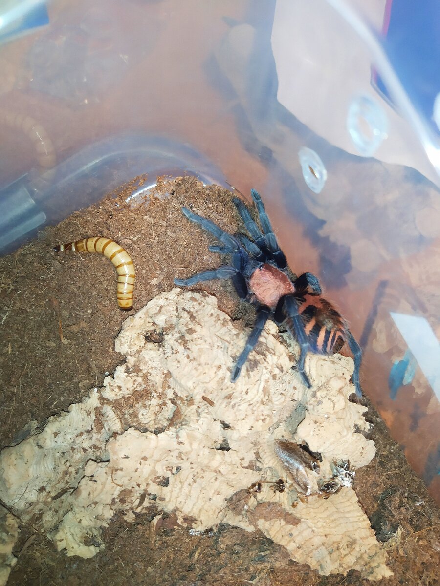 Cyclosternum fasciatum