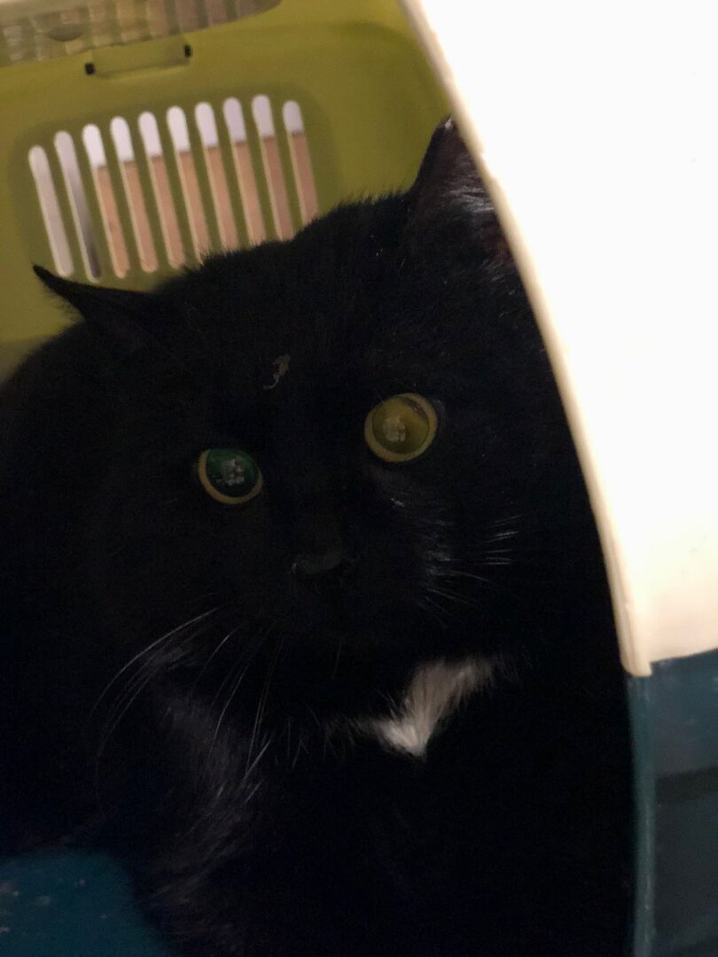 Кот с заправки стал пассажиром