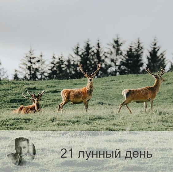 Подписывайтесь на наш канал, друзья!
21-ый лунный день с 21:11 3-ого по 22:37 4-ого. 🔆 Время, когда храбрость и активность приносит удачу.
🐎 Символ – конь, табун лошадей.
🎂 Люди, рождённые в этот лунный день, являются рыцарями и защитниками справедливости. Однако те, которые не растут духовно, могут стать подлецами и идти к цели по головам.
💍 Камни - циркон, авантюрин.
🌞 Продолжается процесс преображения внутренней структуры человека, и мы получаем энергию очень большого движения, становясь деятельными, активными и необычайно храбрыми. Сегодня можно решиться на то, чего мы раньше боялись. Все предпринятое будет иметь успех. Это время рекордов и подвигов, самых смелых шагов. Однако имеется одно важное условие: во всём, даже в мелочах, надо быть честным и справедливым.
Поскольку сегодня день движение, можно переходить на другую работу и начинать путешествия. Благоприятно осуществлять дела, связанные с долгом и ответственностью, брать кредиты.
✅ Рекомендуемые практики: энергии стихий.
Благоприятно в этот день взаимодействовать со стихиями: ходите по земле, не прячьтесь от ветра, купайтесь.
❌Запрещено: уединение.
Не рекомендуется уединяться оставаться в одиночестве, полученную сегодня энергию необходимо реализовать в коллективе.
⭕️Уязвимые органы: кровь.
С этим днём связаны печень и кроветворная функция организма, если человек не работает над собой, не меняется внутреннее, это ведёт к нарушению работы печени, гепатитам и нарушению формулы крови.
💤 Сны не имеют важного значения.