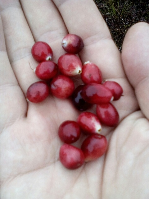 Самое доступное "золото севера" - клюква. Растёт везде и без всякого почти ухода!