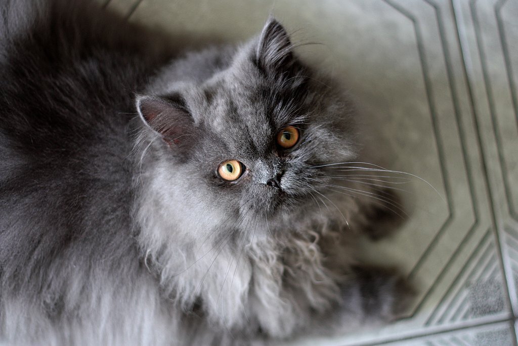 Фото: https://catvtomske.ru/gallerybreeds/persian-photo.html