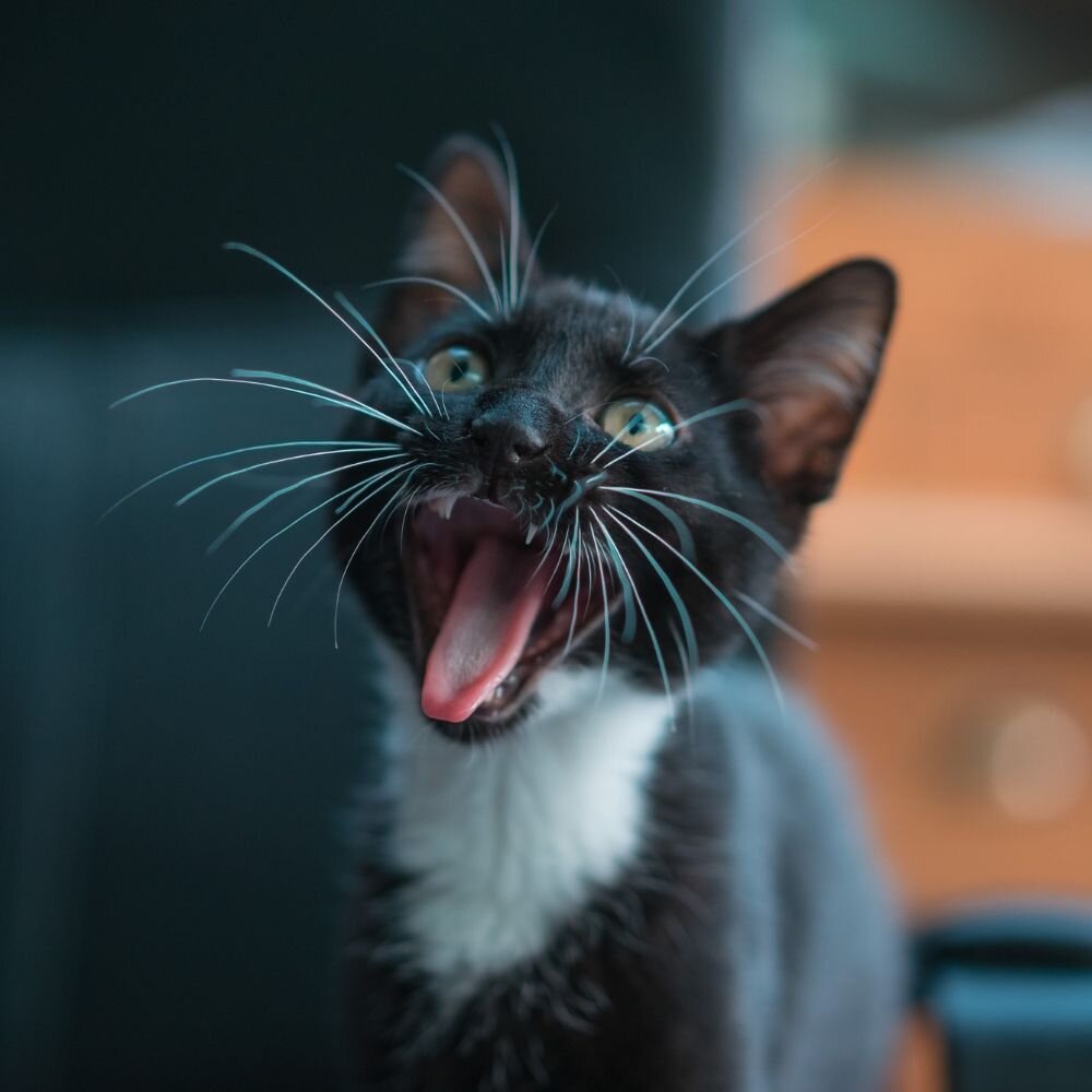 Давай, кто шире зевнёт!