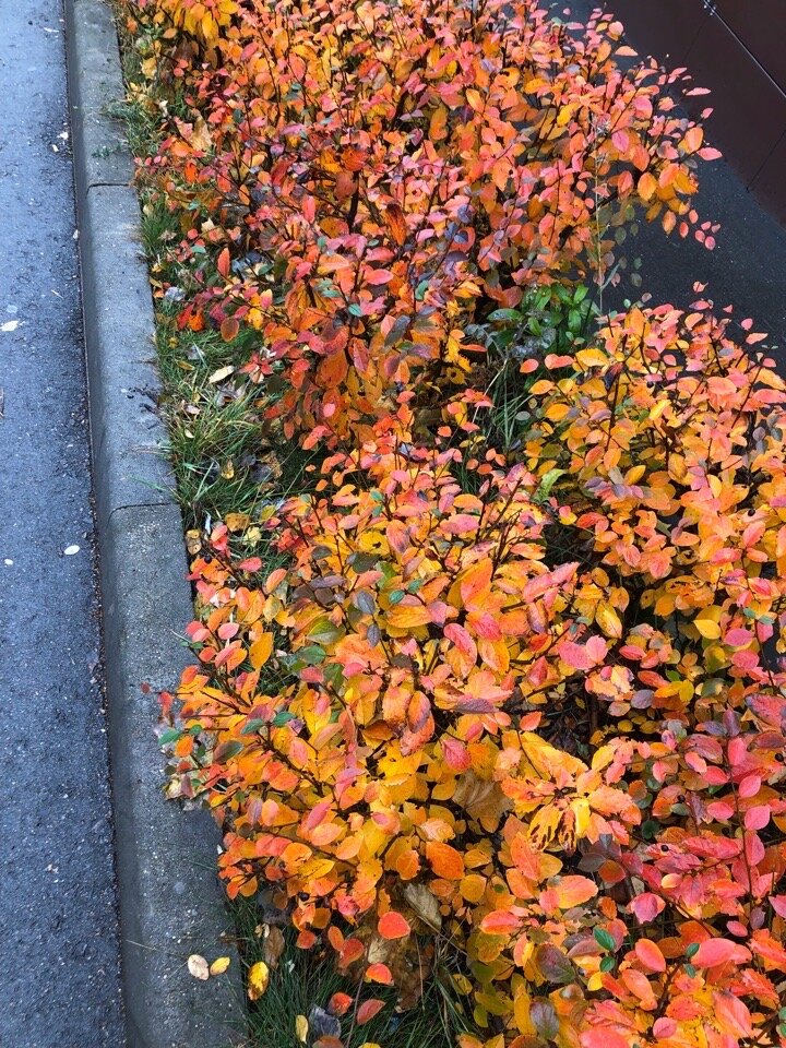 Осенняя Москва... 