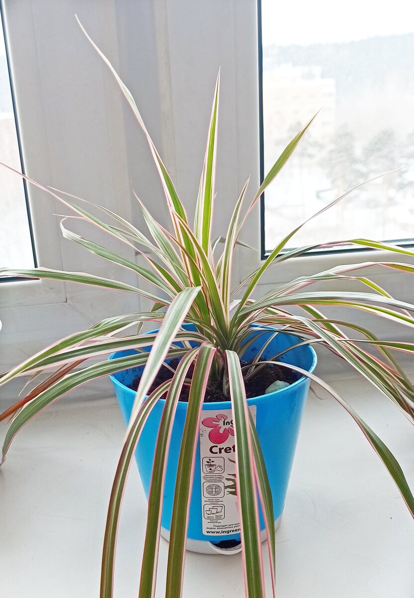 верхушки драцены, которые я вынуждена была обрезать 