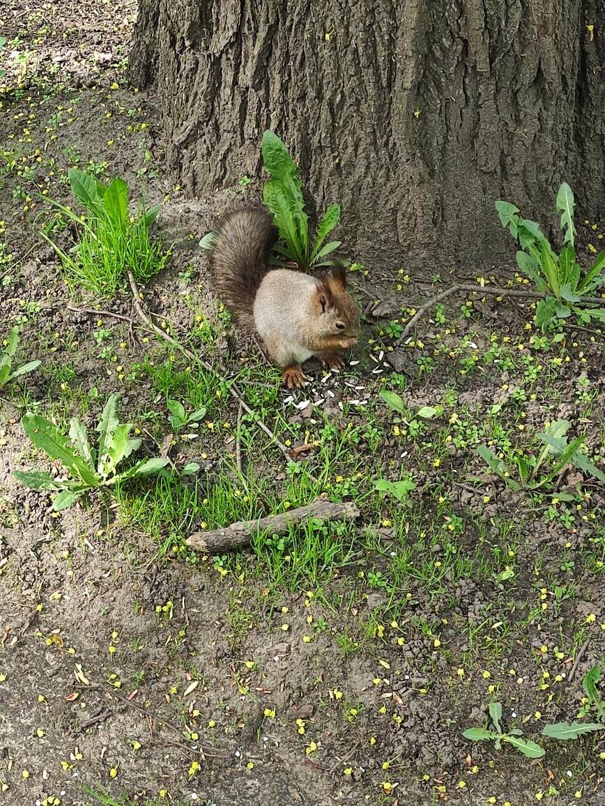 у белочек нет таких проблем