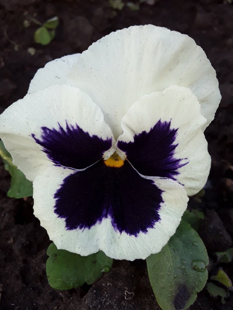 Выбрать одинаковую расцветку виолы для цветника сложно даже на рынке